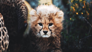 Usana the Cheetah Cub Usana the Cheetah Cub