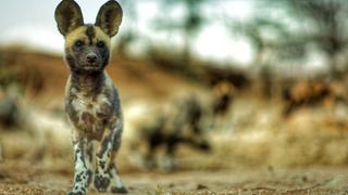 New Kids in the Wild