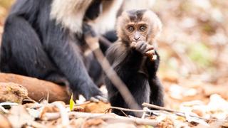 Ravi the Baby Lion-Tailed Macaque Ravi the Baby Lion-Tailed Macaque