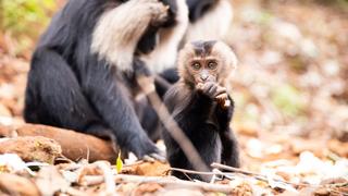 Ravi the Baby Lion-Tailed Macaque