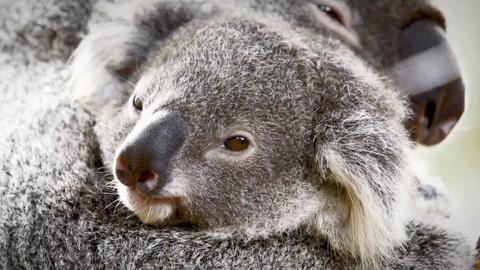 Australia Zoo Begins Again