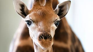 A Baby Giraffe's Tall Order A Baby Giraffe's Tall Order