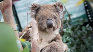 Crikey! It's the Irwins