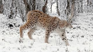 Cold and Cuddly Cold and Cuddly