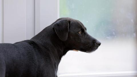 Mermaid in Nashville and More