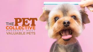  watch The Pet Collective Presents Most Valuable Pets