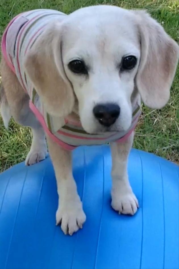 The Pet Collective Presents Most Valuable Pets