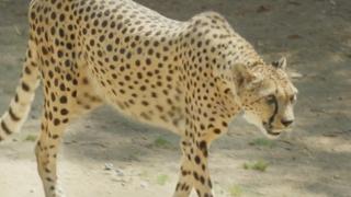 Cheetah on the Run