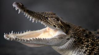 Backyard Croc Rescue Backyard Croc Rescue