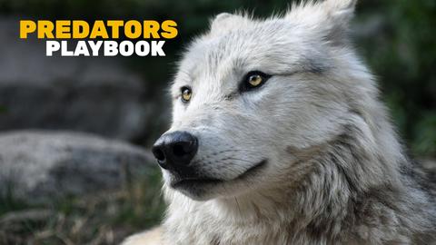 Predators Playbook