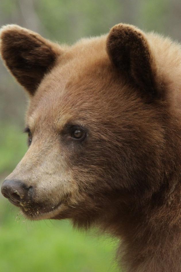 America's Wild Border