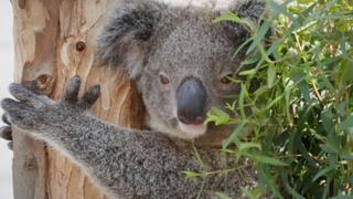 Koala Boys