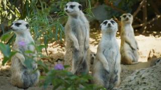 Dining With Meerkats