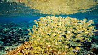 Palmyra Atoll