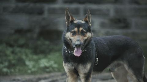 Louisville Dog Senses a Poltergeist and More