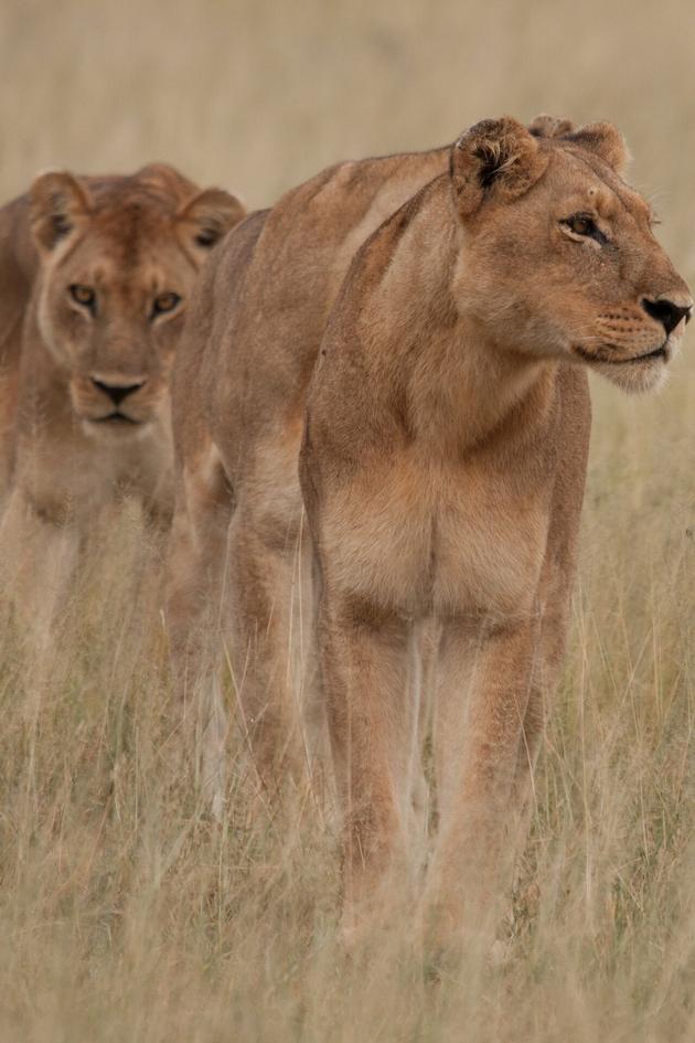 Lions - A Hunt for Survival