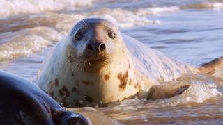 Having a Ball in Fall