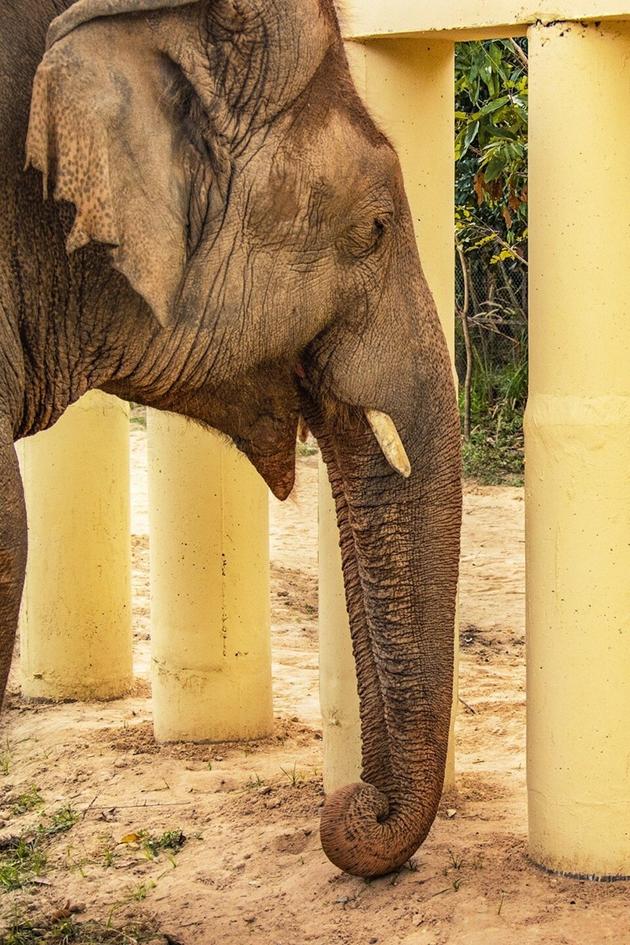 Cher & the Loneliest Elephant