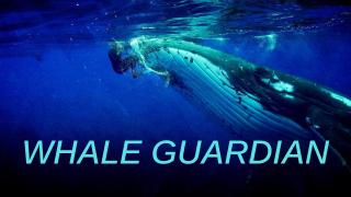 Whale Guardian