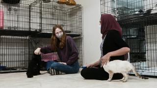 Cat People Cat People