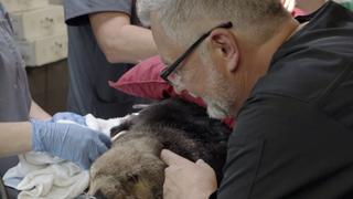 Battle to Save a Sea Lion