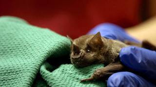 One Very Lost Sea Turtle