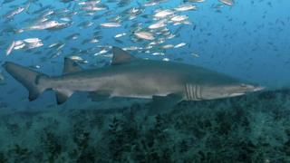 Sand Tiger Sharks + Marine Biology in Turks & Caicos