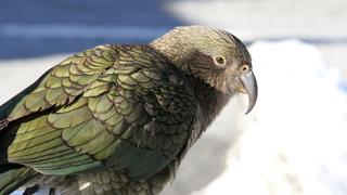 A New Zealand Christmas