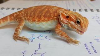 Reptiles Reptiles