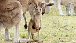 Australian Spring Fever Australian Spring Fever