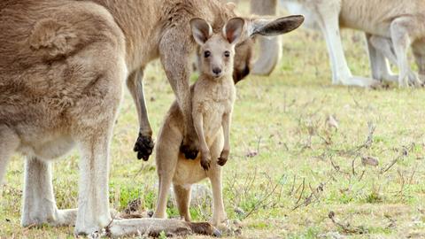 Australian Spring Fever
