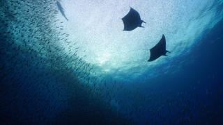 Pacific Islands: Commotion in the Ocean