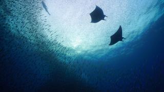 Pacific Islands: Commotion in the Ocean