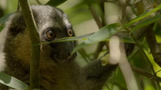 Madagascar: Lizards and Lemurs