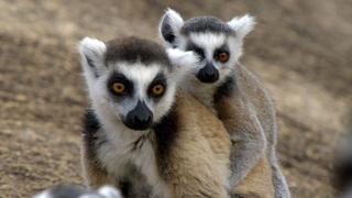 Madagascar: Lizards and Lemurs Madagascar: Lizards and Lemurs