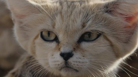 Arabia: Kingdom of the Sun