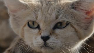 Arabia: Kingdom of the Sun