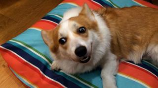 Corgis Corgis