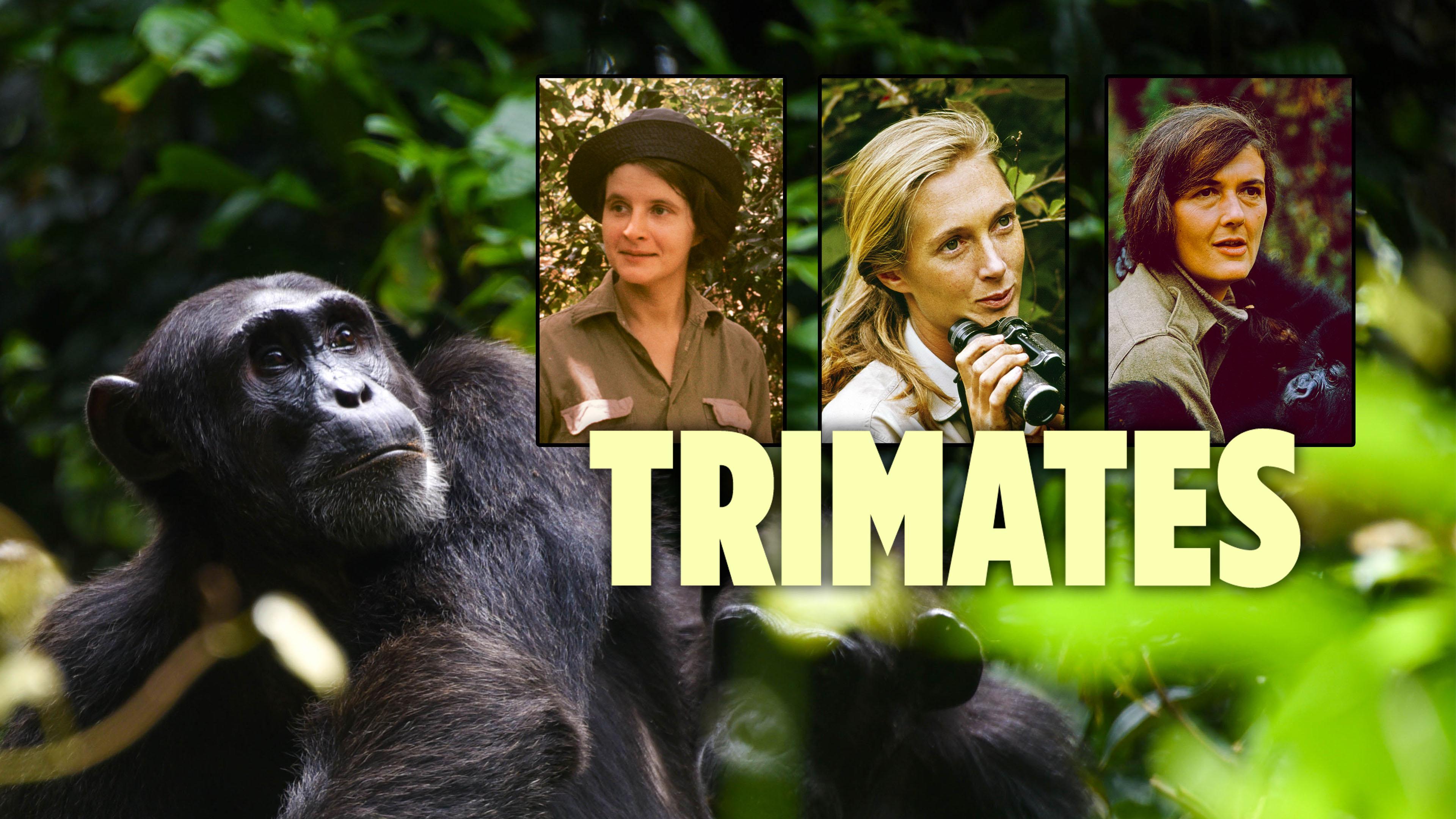 The Trimates Watch Trimates Streaming on Philo (Free Trial)