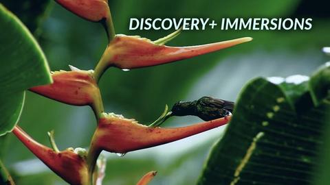 discovery+ Immersions