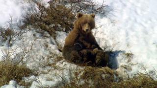A Day in the Wildlife