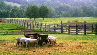 Morning at the Dairy Farm