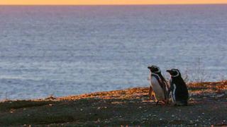 Patagonian Penguins Patagonian Penguins