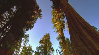 Sequoia Light Sequoia Light
