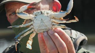 Monster Crabber Monster Crabber