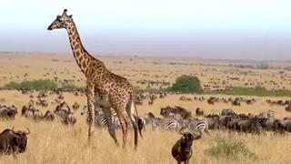 A Treat in the Heat A Treat in the Heat