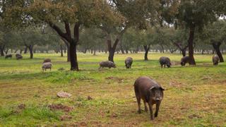 Dehesa: Forest Of The Iberian Lynx