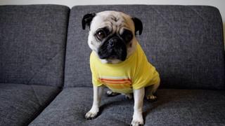 Pugs Pugs