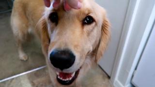 Golden Retrievers Golden Retrievers