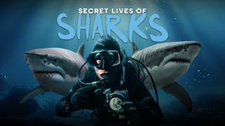 The Secret Lives of Sharks